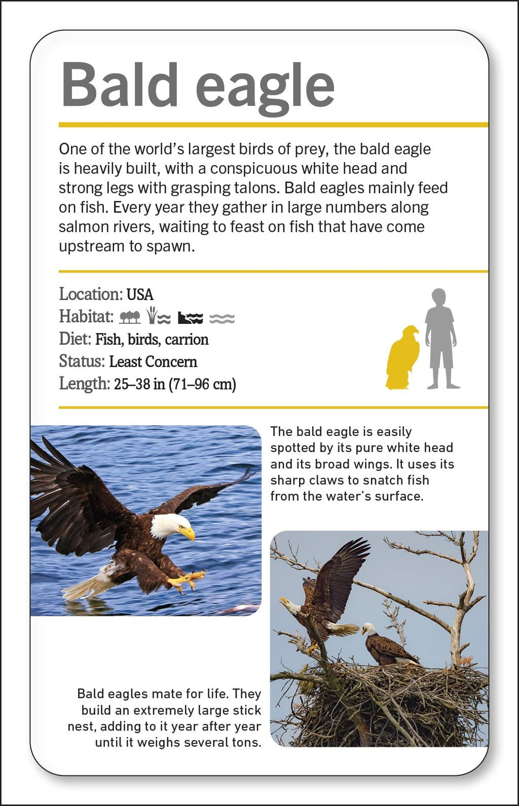 Our World in Pictures Animals of the World Flash Cards