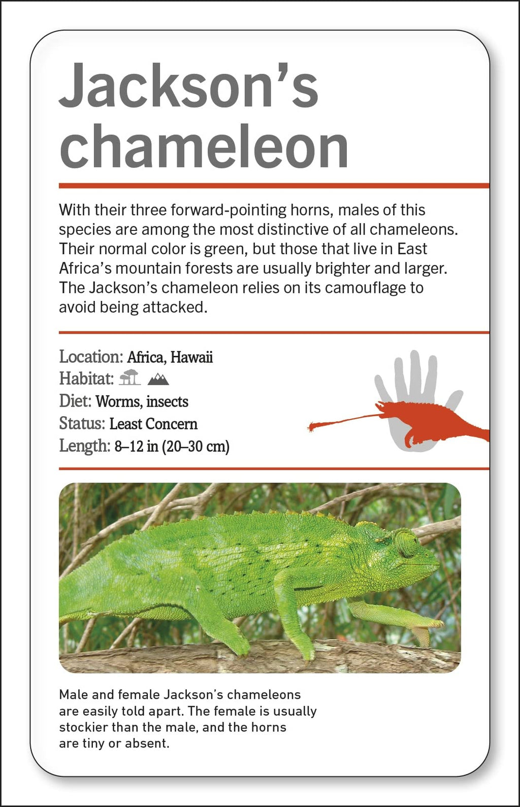 Our World in Pictures Animals of the World Flash Cards
