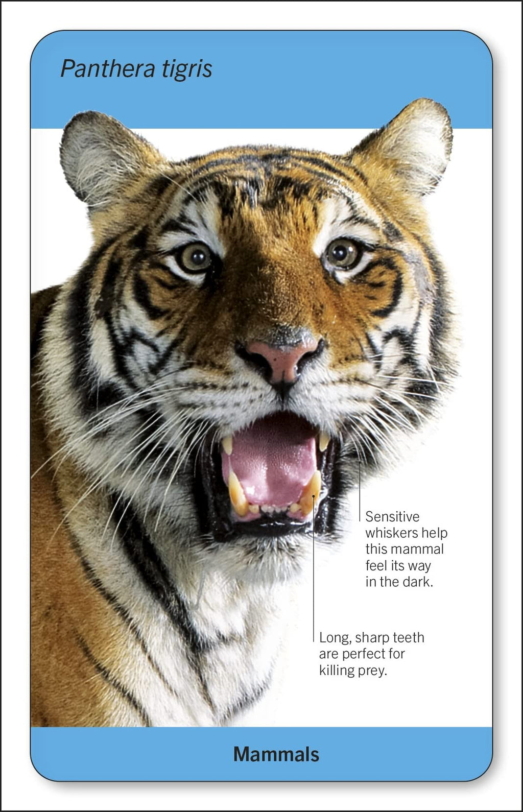 Our World in Pictures Animals of the World Flash Cards