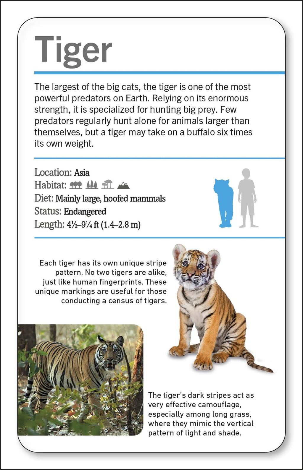 Our World in Pictures Animals of the World Flash Cards