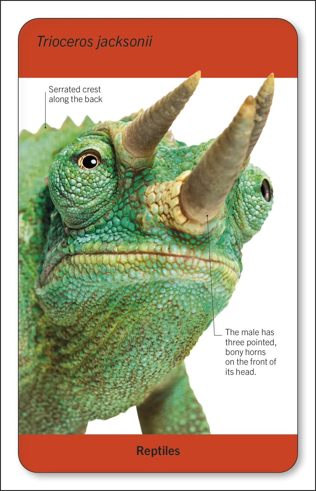 Our World in Pictures Animals of the World Flash Cards