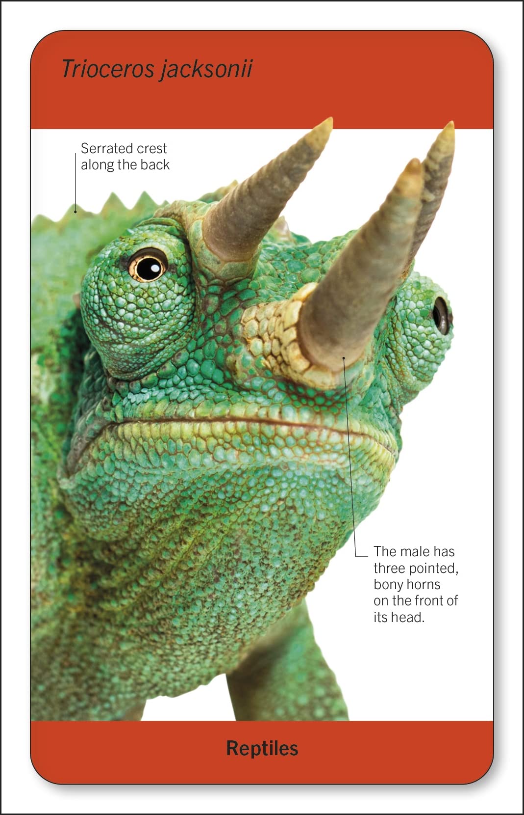 Our World in Pictures Animals of the World Flash Cards